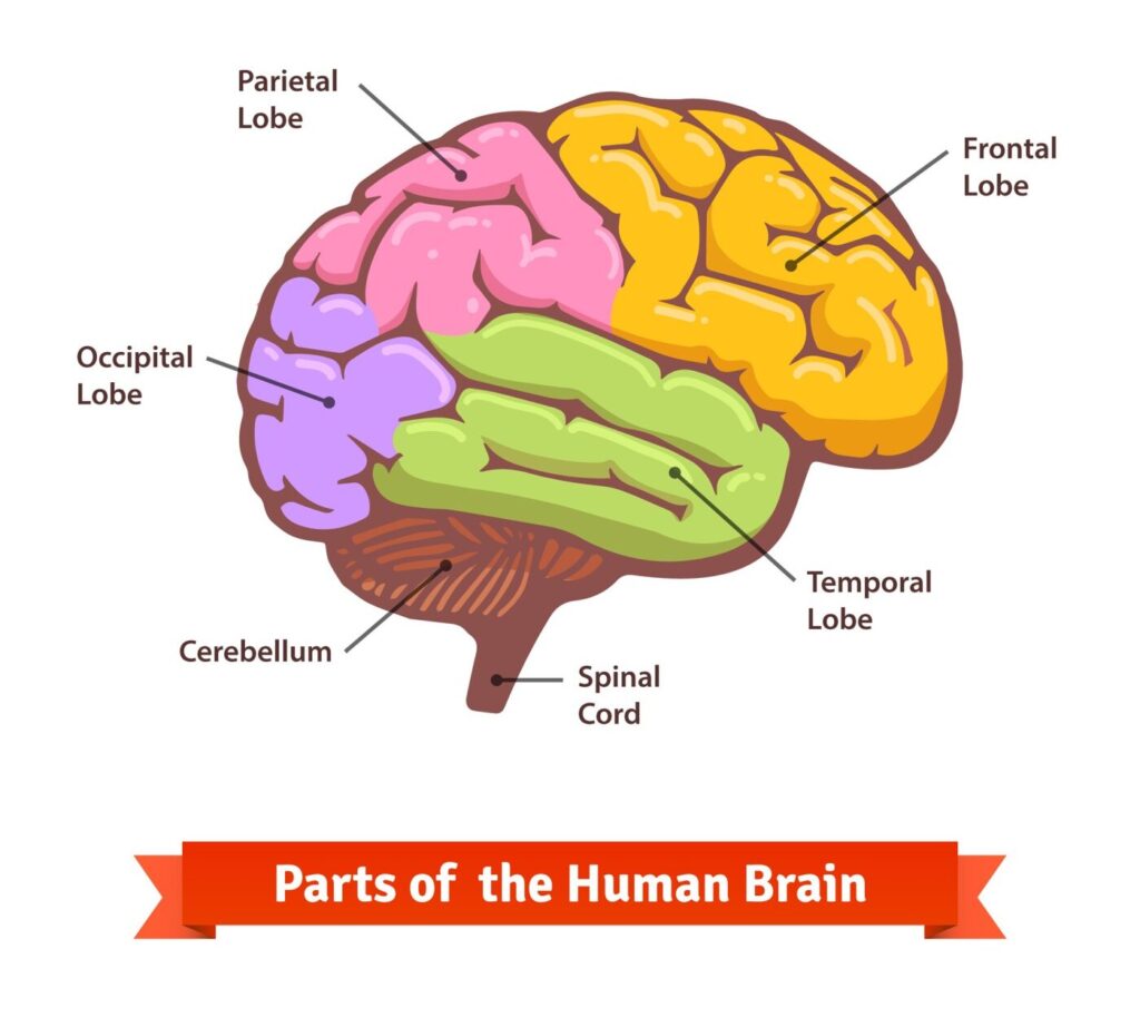 parts of human brain