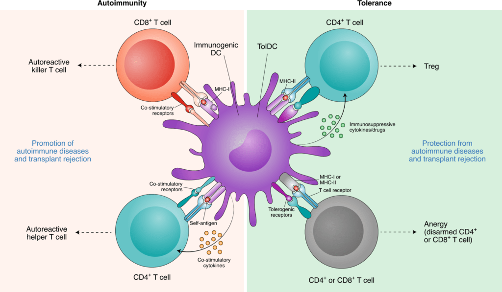 dendritic cell in immune system