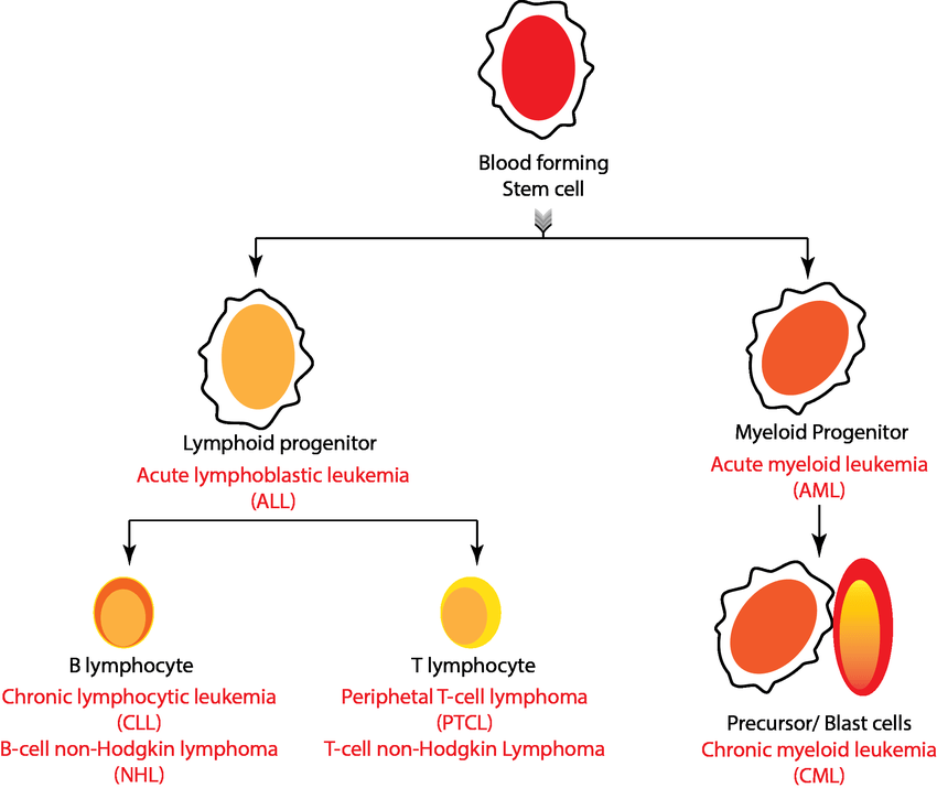 types of blood cancer